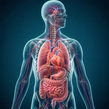 人体结构图样例